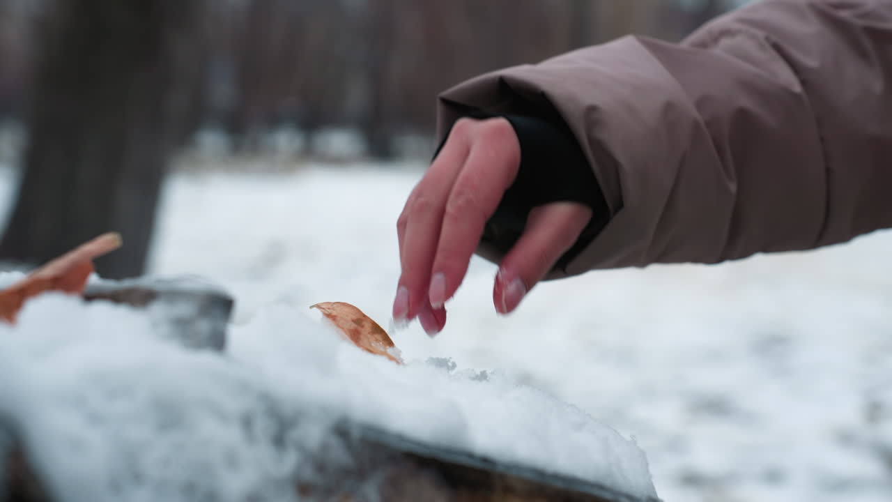 겨울철에 나무 표면에서 부드러운 눈과 함께 놀고 있는 손의 클로즈업, 따뜻한 옷을 입은 사람이 주변에 어져있는 건조한 잎과 함께 눈송이를 부드럽게 집어 들고 있습니다.