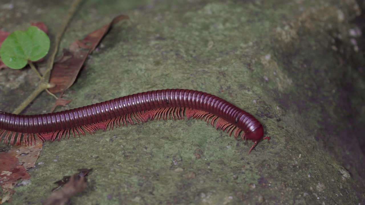 milpiés gigante asiático o milpiés rojo asiático arrastrándose sobre hojas secas en la selva tropical