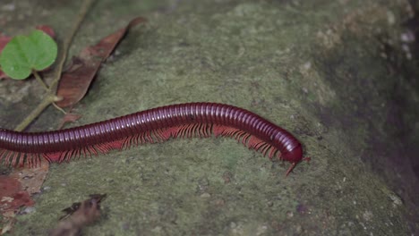 asian giant millipede or asian red millipede crawling on dry leaves ground at the tropical rainforest jungle