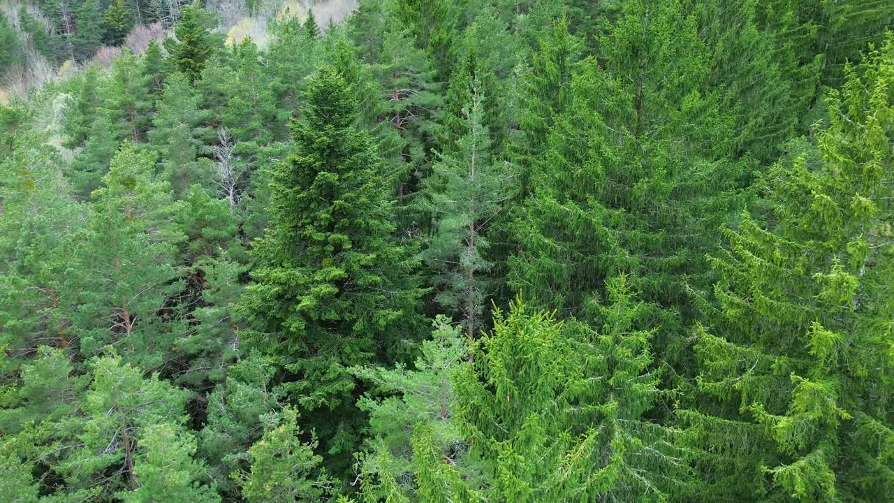 Dense, vibrant green forest near Canfranc-Estación, Aragón, Spain captured in 60FPS