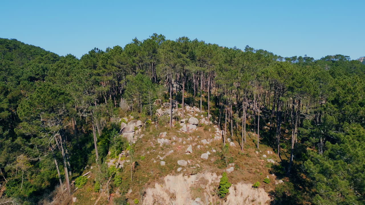 산악 언덕 을 고 있는 상록 나무 들. 바위 가 있는 경사 를 는 소나무 들