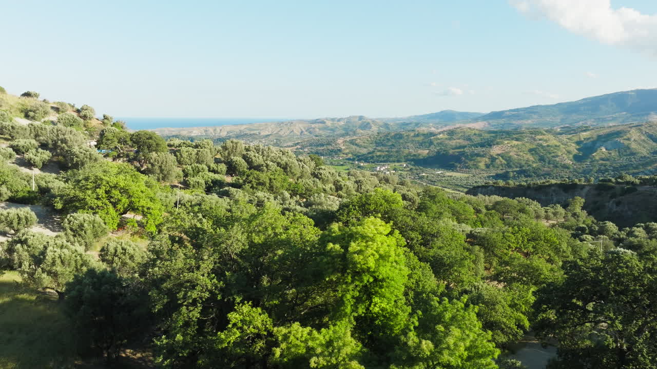 Olive Trees Ready for Extra Virgin Olive Oil Production in the Calabria