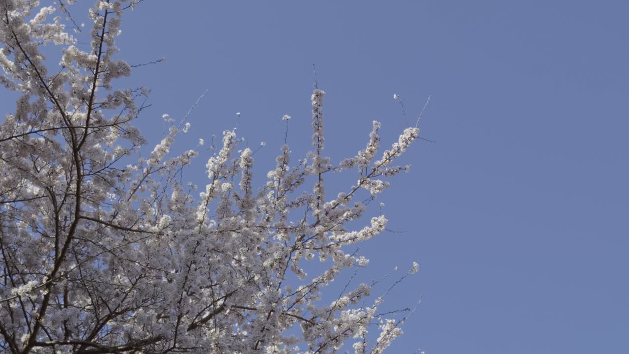 Stunning pink vibrant Sakura against dark blue sky