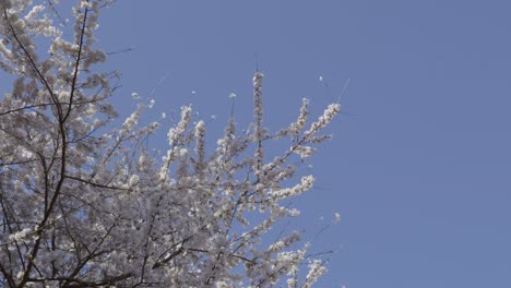 stunning pink vibrant sakura against dark blue sky