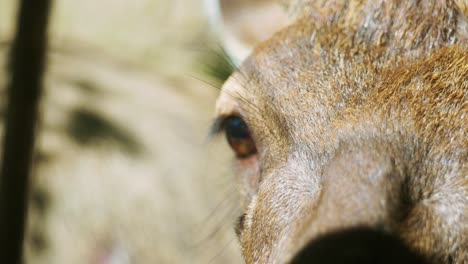 4k cinematic slow motion wildlife nature footage of a spotted deer from up close in the middle of the jungle in the mountains of phuket, thailand on a sunny day