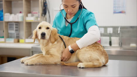 woman vet, dog on table with stethoscope