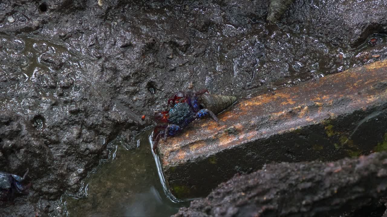 cangrejo sesarmino con bandas faciales alimentándose de los sedimentos, bebiendo los minerales en las llanuras húmedas y pantanosas del bosque de manglares, fotografía de cerca