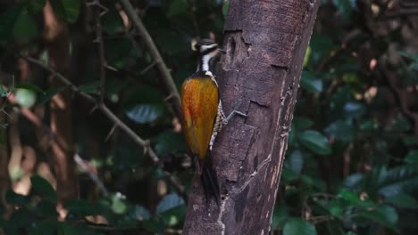 Seen-from-its-back-pecking-on-the-bark-then-goes-up-towards-the-hole-to-find-grubs-to-eat,-Common-Flameback-Dinopium-javanense,-Female,-Thailand