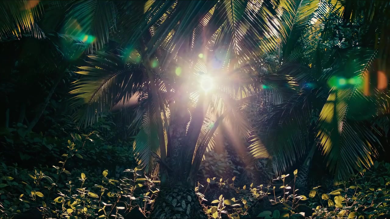 Lumière dorée du soleil filtrant à travers les feuilles de palmiers tropicaux