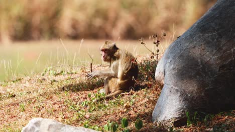 monkeys exploring and playing near a rock