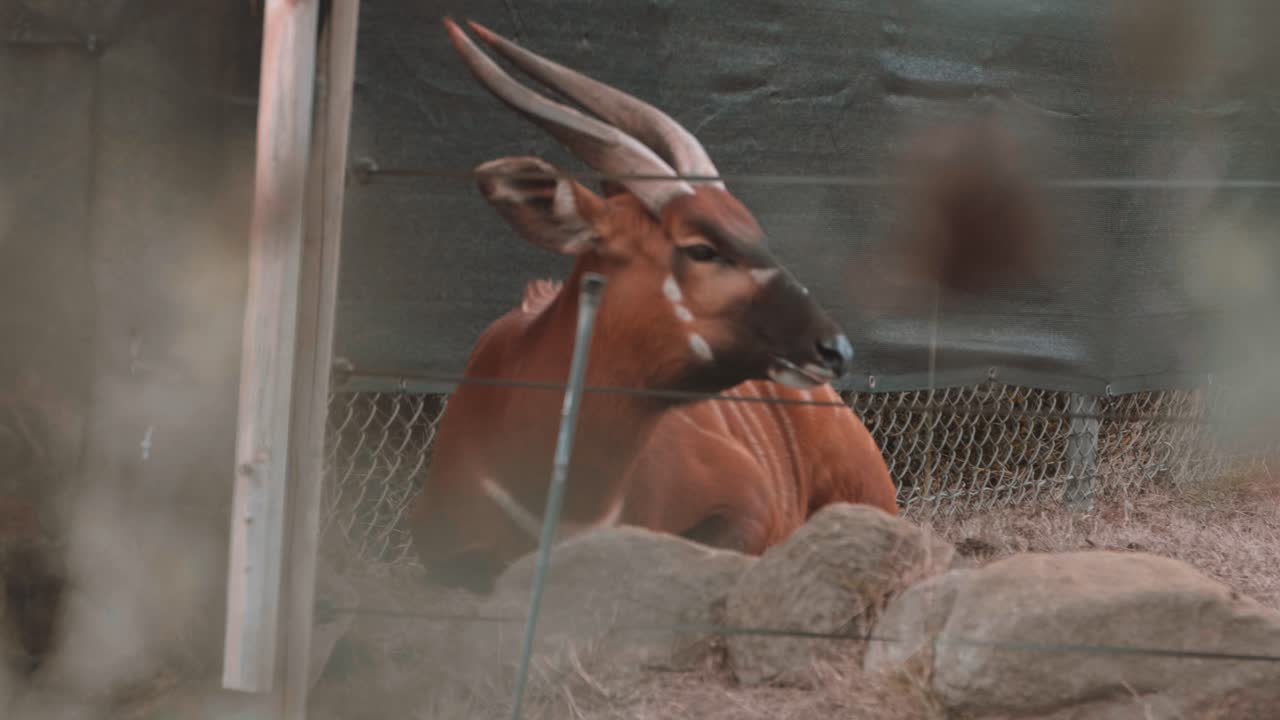 슬로우 모션으로 나뭇잎을 통해 본 아프리카 영양