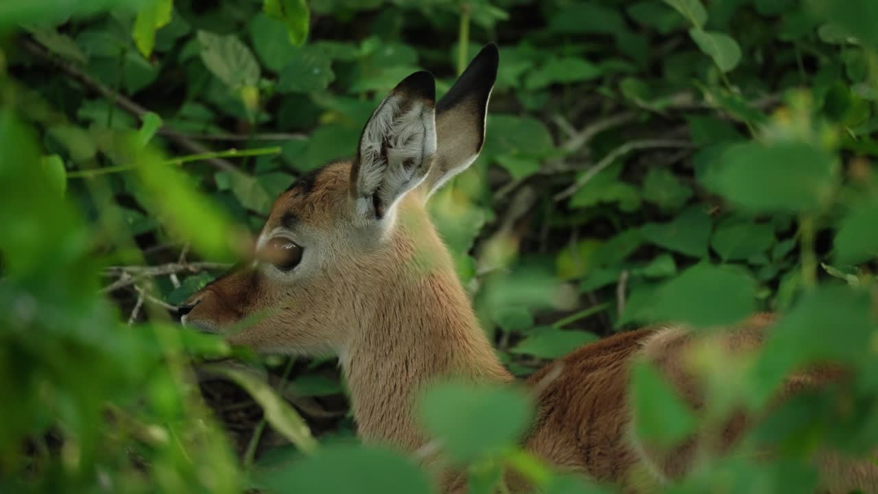 el potro de impala recién nacido se esconde en el follaje verde de un bosque africano