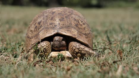 Cute-Leopard-Tortoise-peeps-face-out-from-inside-safety-of-its-shell