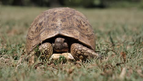 cute leopard tortoise peeps face out from inside safety of its shell