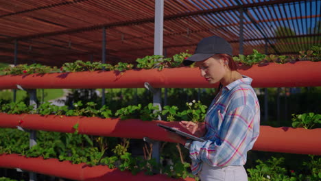 woman using tablet in a vertical strawberry farm