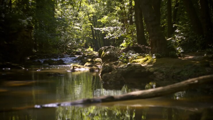 Scenic Forest Stream with Reflections