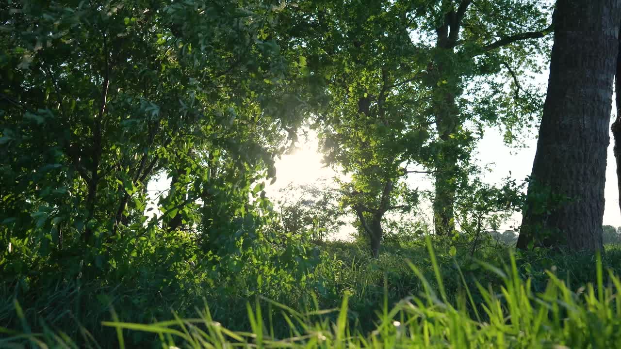 солнечный свет проходит через деревья в лесу