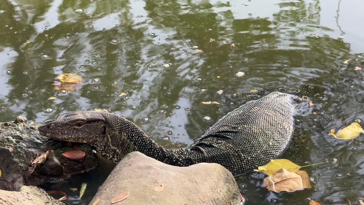 monitorear el lagarto varanus de cerca en el lago de agua dulce lumpini park bangkok