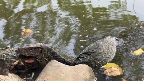 monitor varanus lizard up close in fresh water lake lumpini park bangkok