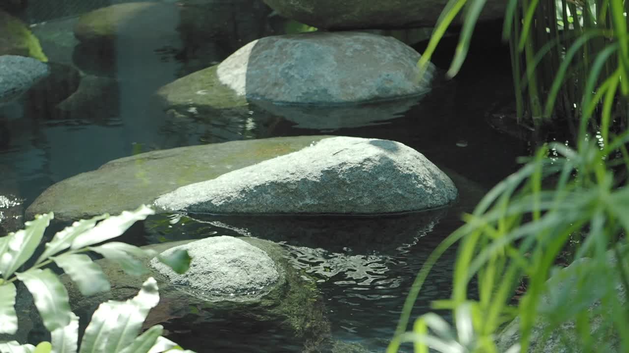 Tranquil Water Feature with Rocks and Plants