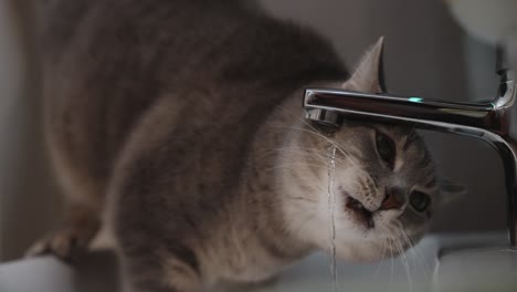 cute cat drinking water