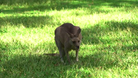 Junges-Jugendliches-östliches-Graues-Känguru,-Macropus-Giganteus,-Das-Auf-Grünem-Gras-In-Offener-Ebene-Weidet,-Einheimische-Australische-Tierarten,-Nahaufnahme