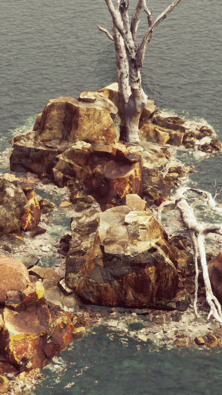un árbol muerto de pie en una isla rocosa en el agua