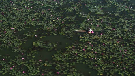 Luftdrohnenaufnahme-Eines-Asiatischen-Mannes,-Der-In-Einem-See-Voller-Rosa-Seerosen-Schwimmt