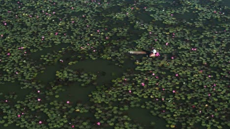 toma aérea de un hombre asiático nadando en un lago lleno de nenúfares rosas