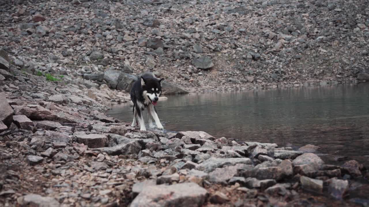 알래스카 말라무트 품종의 개가 강에서 차가운 수영을 한 후 떨고 있습니다.
