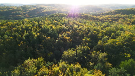 Sunlight-Illuminated-Through-Lush-Forest-In-Witomino,-Gydnia-Poland