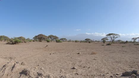 Safari-in-Kenya:-gazelle-grazing-in-savanna,-panorama-with-Mount-Kilimanjaro-in-background