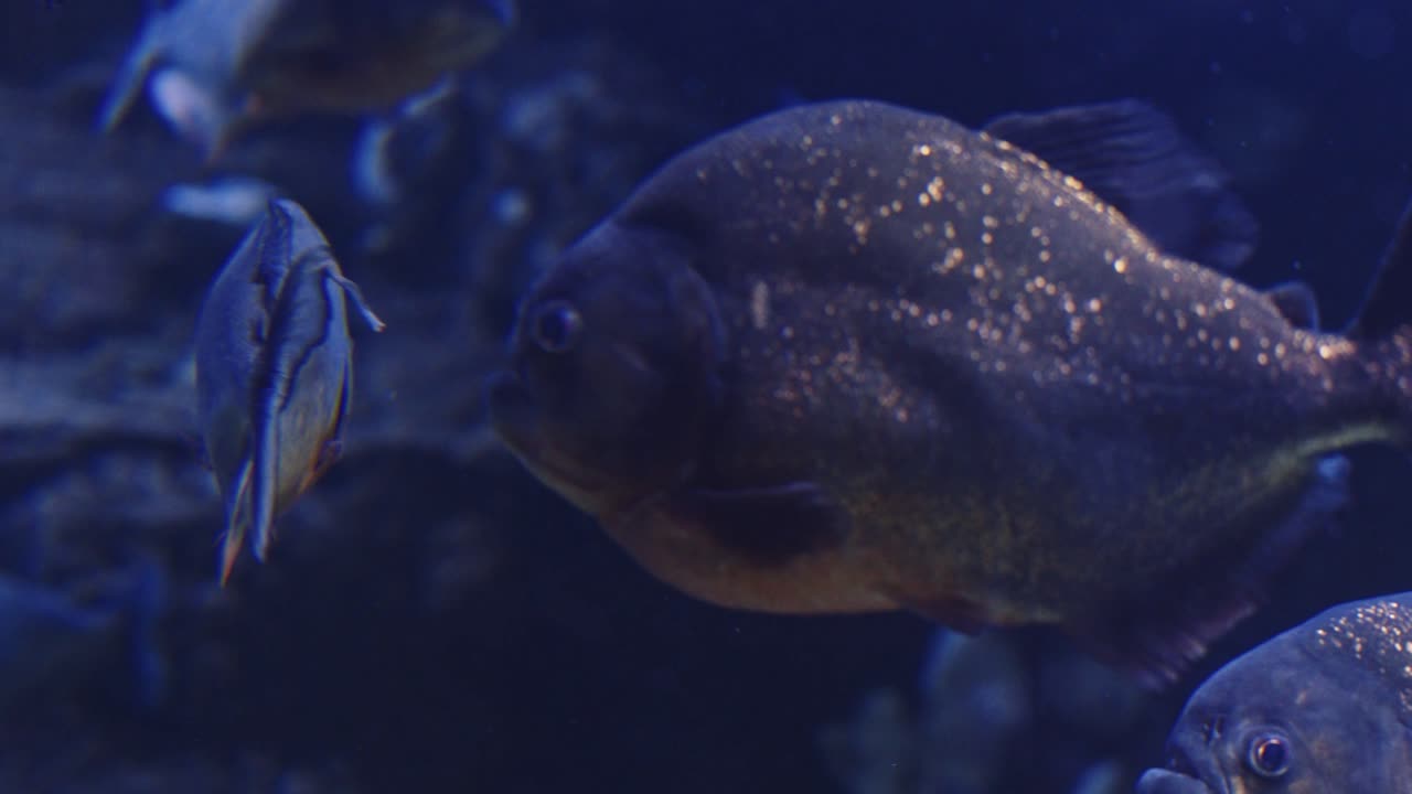 piraña de vientre rojo nadando en un acuario
