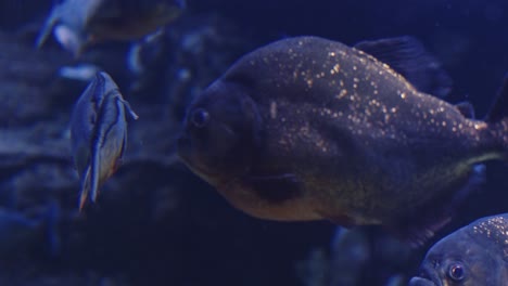 red bellied piranha swimming in an aquarium