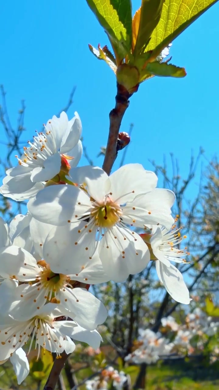 Cherry blossoms bloom in spring sunlight. White cherry blossoms open under clear blue sky in a garden during spring. The trees create a colorful backdrop.