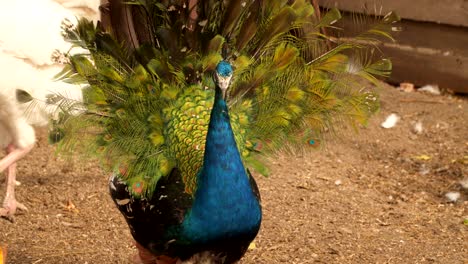 pavo real con la cola abierta en el patio de un pájaro