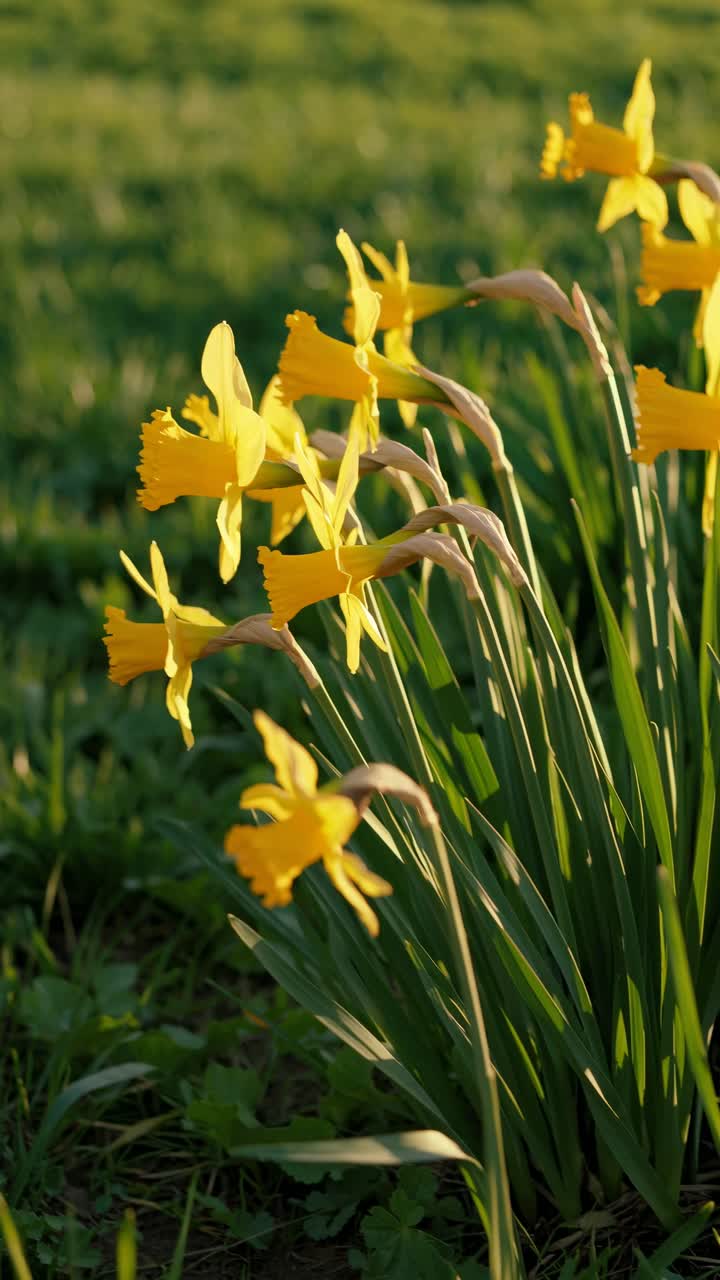 Close-up video of vibrant yellow daffodils in a grassy field, captured at a low angle