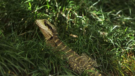 eastern water dragon close up in tall grass in shade spot