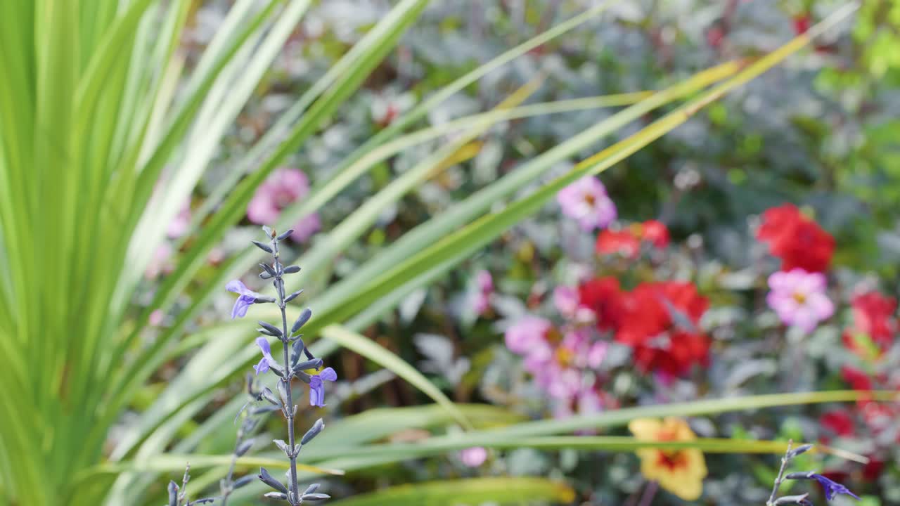 Camera slowly pans across vibrant spring garden with blooming flowers, green leaves, natural daylight