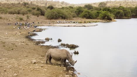 Nashorn-Am-Wasserloch-In-Kenia-Mit-Einem-Schwarm-Marabus-In-Der-Ferne