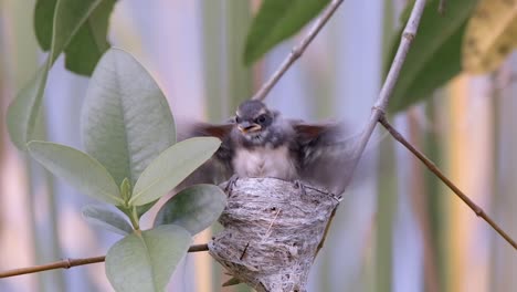 Junger-Malaysischer-Rattenfantail-Auf-Seinem-Nest,-Das-Mit-Den-Flügeln-Schlägt-Und-Sich-Auf-Die-Flucht-Vorbereitet