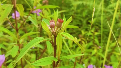 purple malabar melastome flower 4k