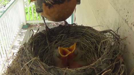 dos petirrojos borrosos son alimentados con una polilla por la mamá petirrojo en su nido