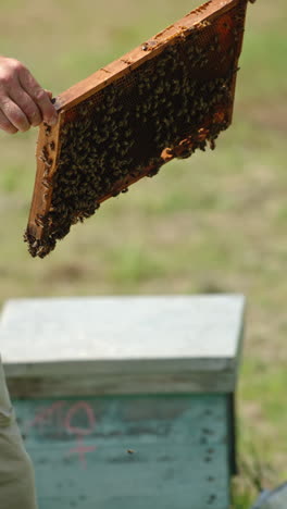 adult man apiarist examines honey frames full of bees. tools for apiary are at the hives. sunny day backdrop. vertical video