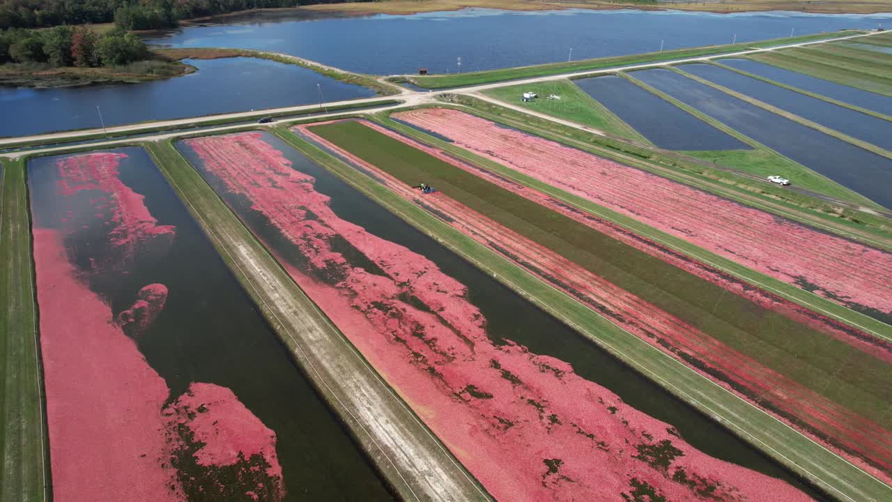 A harrow tractor slowly works its way through a cranberry bog gently knocking cranberries off their vine allowing their buoyancy to float them to the water's surface