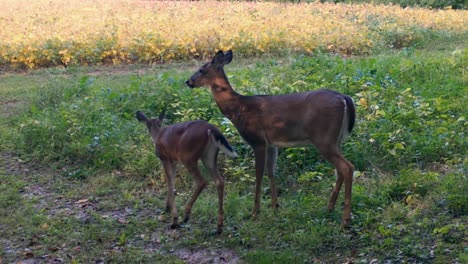 White-tail-deer---Doe-and-her-fawn-casually-walk-through-a-food-plot-on-the-edge-of-a-soybean-field-in-the-Midwest-in-Autumn