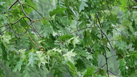 Rain-in-a-park,-branches-and-green-foliage-in-wind-during-rainfall