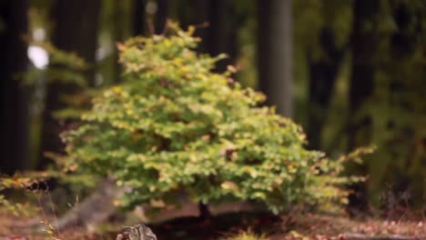 Focus-on-a-small-shrub-growing-in-a-forest