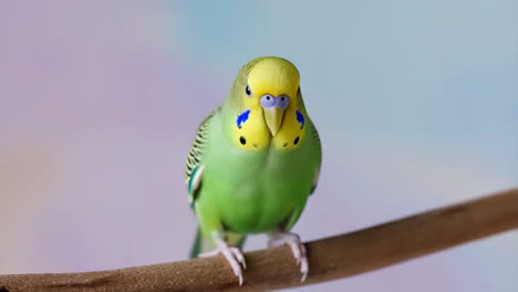 a cute green and yellow budgerigar perched on a branch