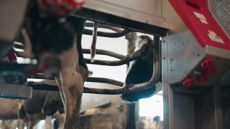 cow with milking machine, domestic animal in stall - close up